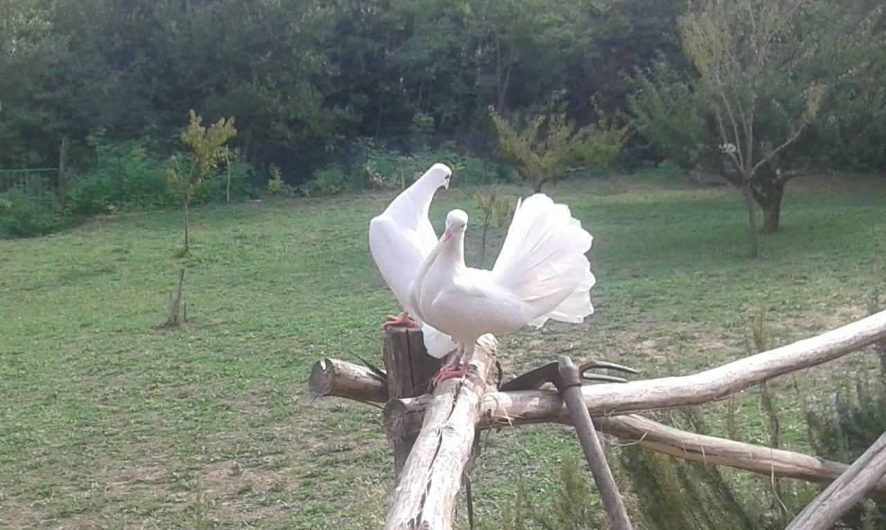 Fauglia Mulino A Ventoヴィラ エクステリア 写真